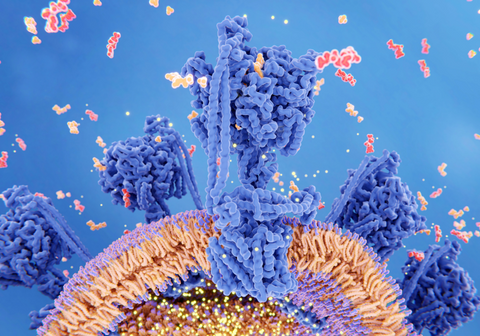 mitochondrial Respiration and ATP synthesis