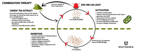 Action of Red LED Light and Green Tea