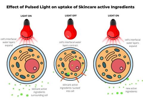 Effect of Red Light Therapy on Skincare Absorption