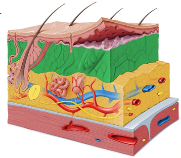 Stages of hair growth