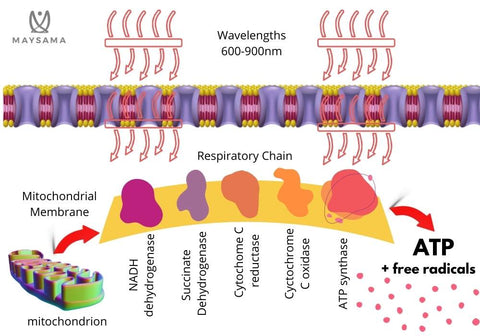 Mitochondrial respiration, ATP, free radicals, Red Light Therapy