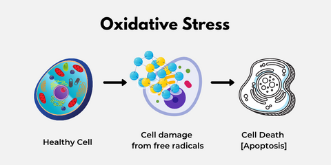 Oxidatvie stress