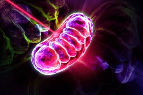 LED Light Therapy - Mitochondria