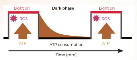 Pulsed Light - ATP production