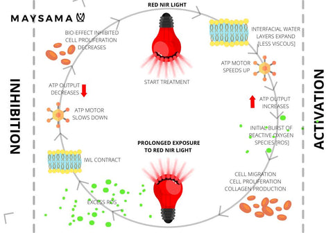 Red Light Therapy and Free Radicals