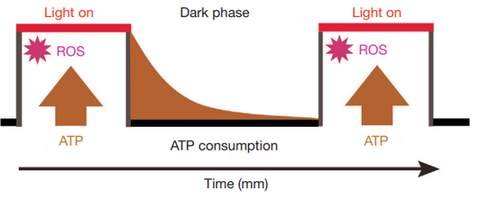 Pulsed LED light