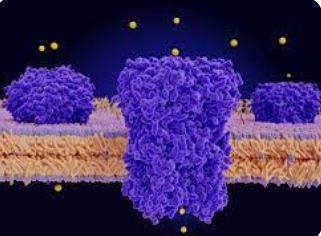 ion channels