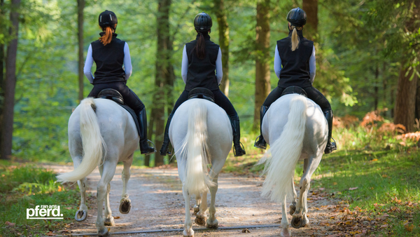 Ausritt mit Pferden im Wald Blogbeitrag. Jetzt alles über Ausreiten und Ausritt mit Deinem Pferd für Deinen Reitsport online erfahren ran-ans-pferd.de