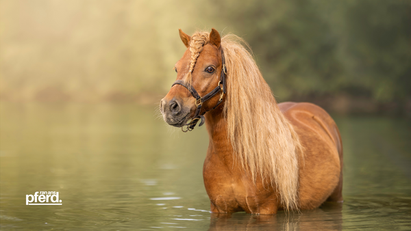 Pferdefotografie mit Pferden und Menschen in der Natur ran-ans-pferd.de