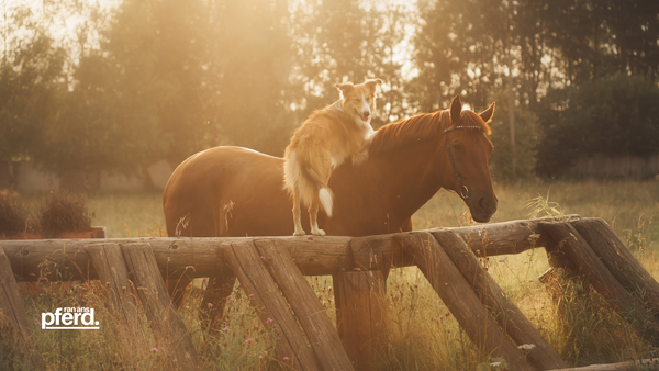 Stallhund und Pferde im Stall. Blogbeitrag über Hund und Pferd in Deinem Stall für Deinen Reitsport ran-ans-pferd.de