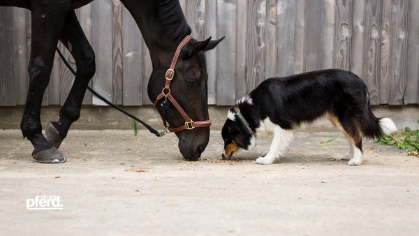 Stallhund und Pferde im Stall. Blogbeitrag über Hund und Pferd in Deinem Stall für Deinen Reitsport ran-ans-pferd.de
