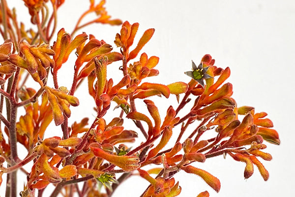 BLOG-Weekly-KangarooPaw-Colours03