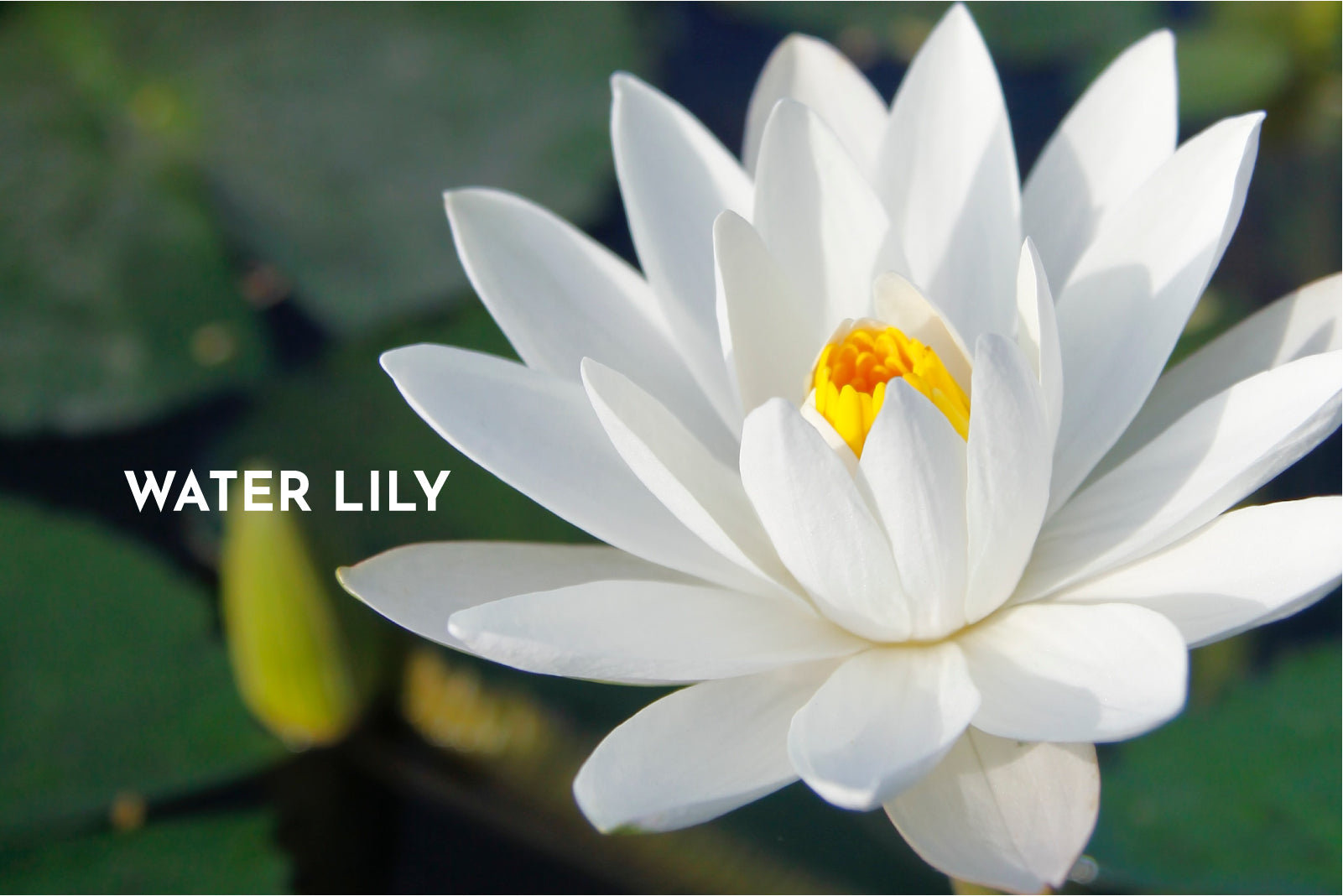 BLOG-Weekly-Lily-11