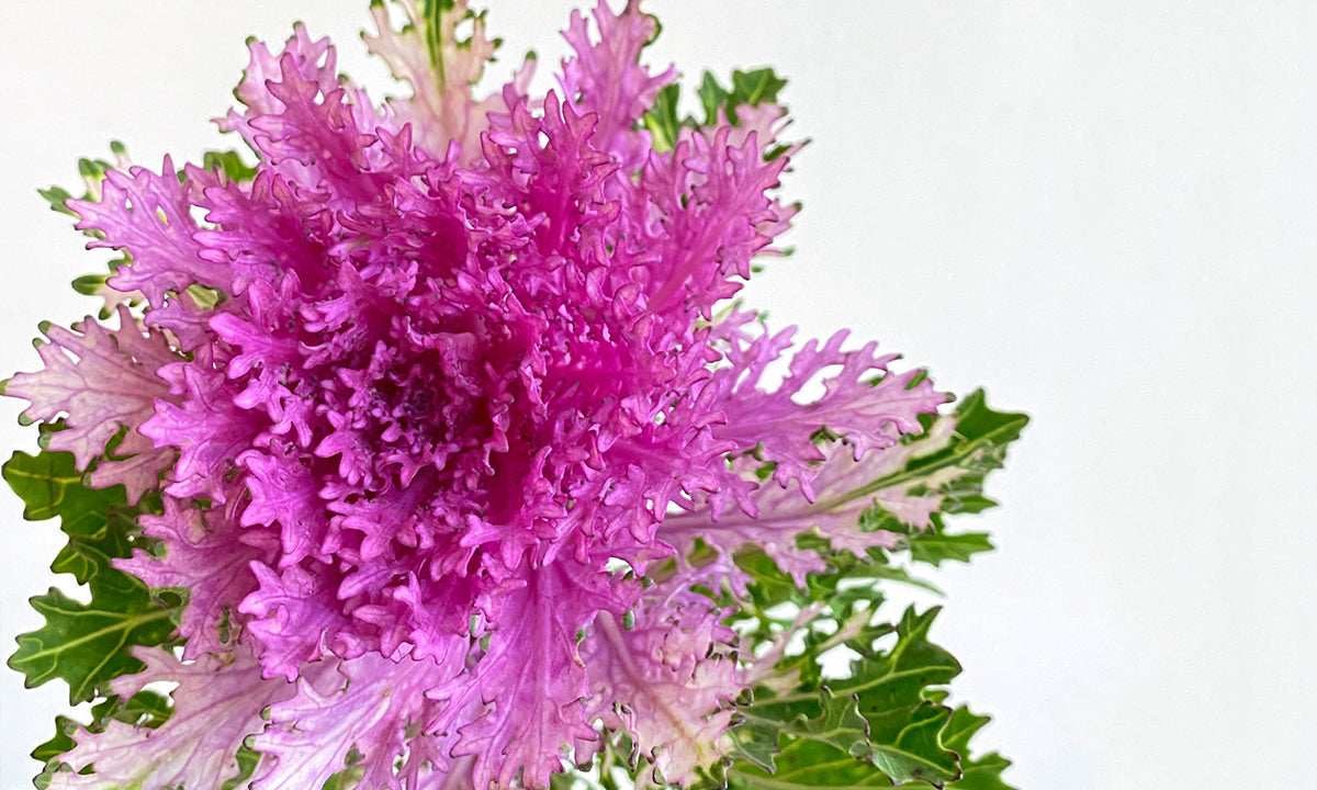 Edible Flowers: Brassica