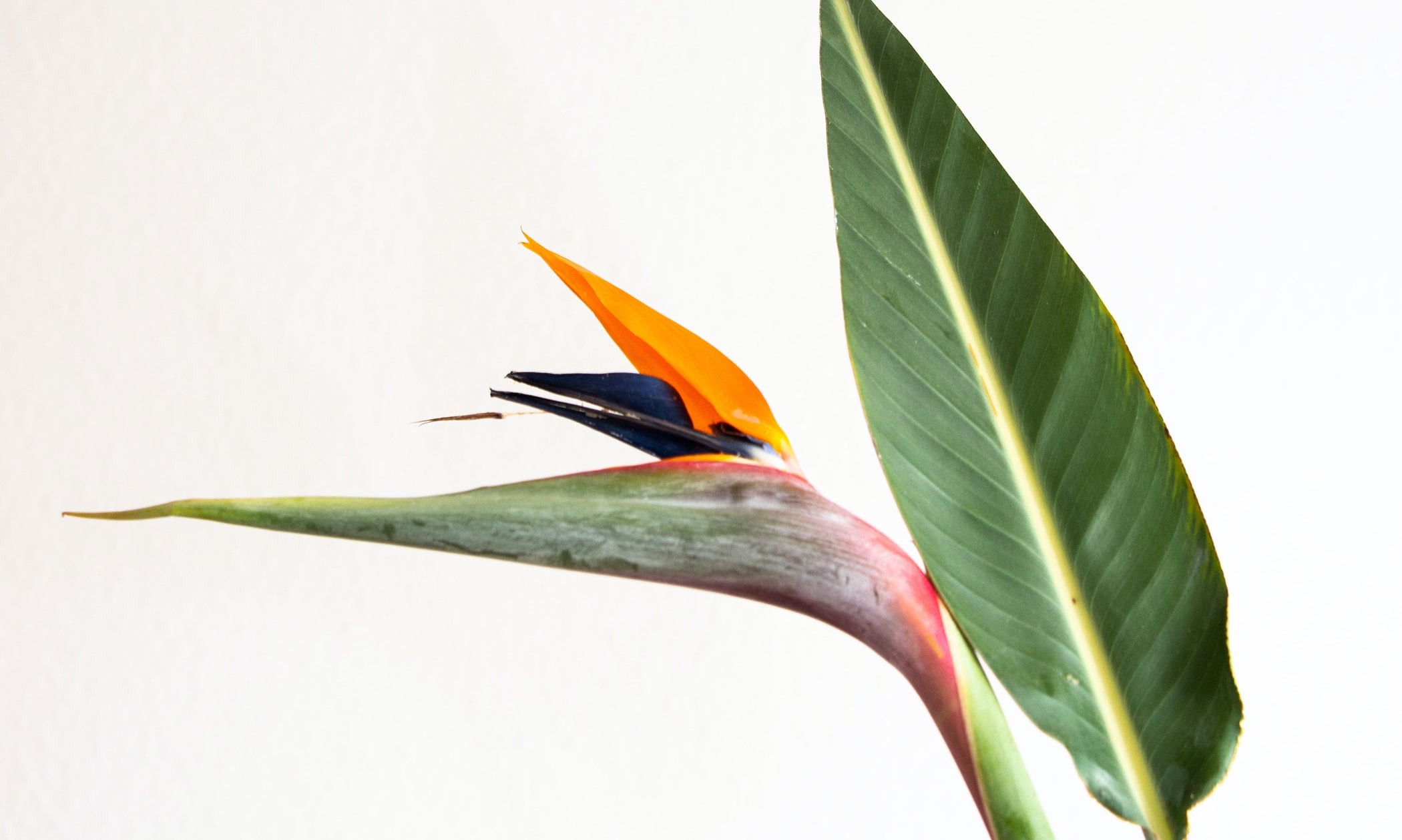 Bird of Paradise Flower