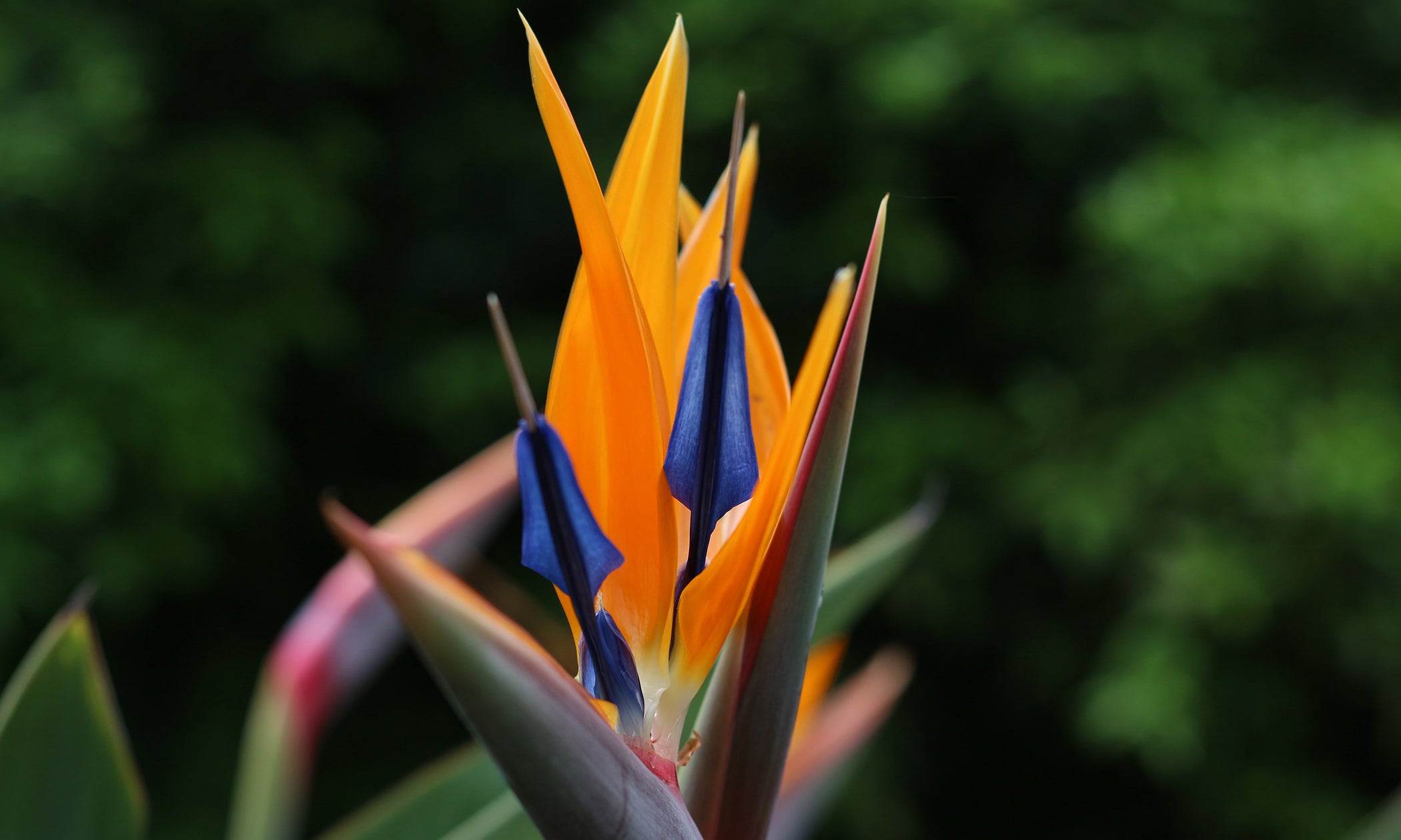 Bird of Paradise Flower