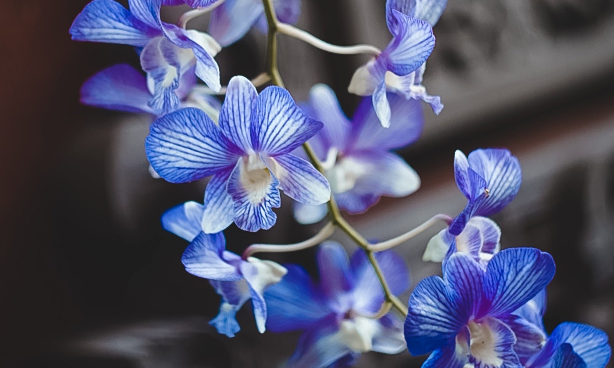 Blue Orchids