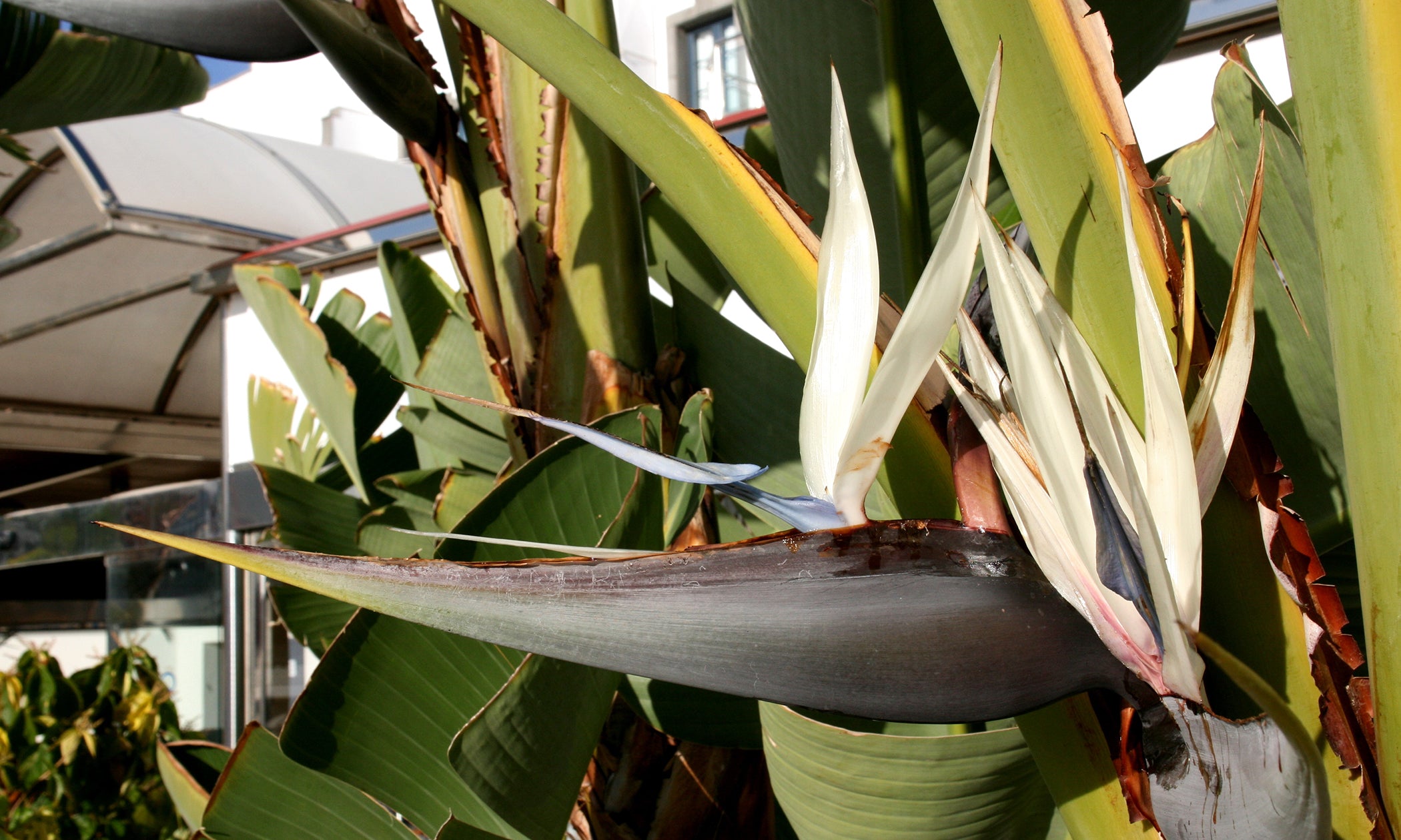 Strelitzia Alba