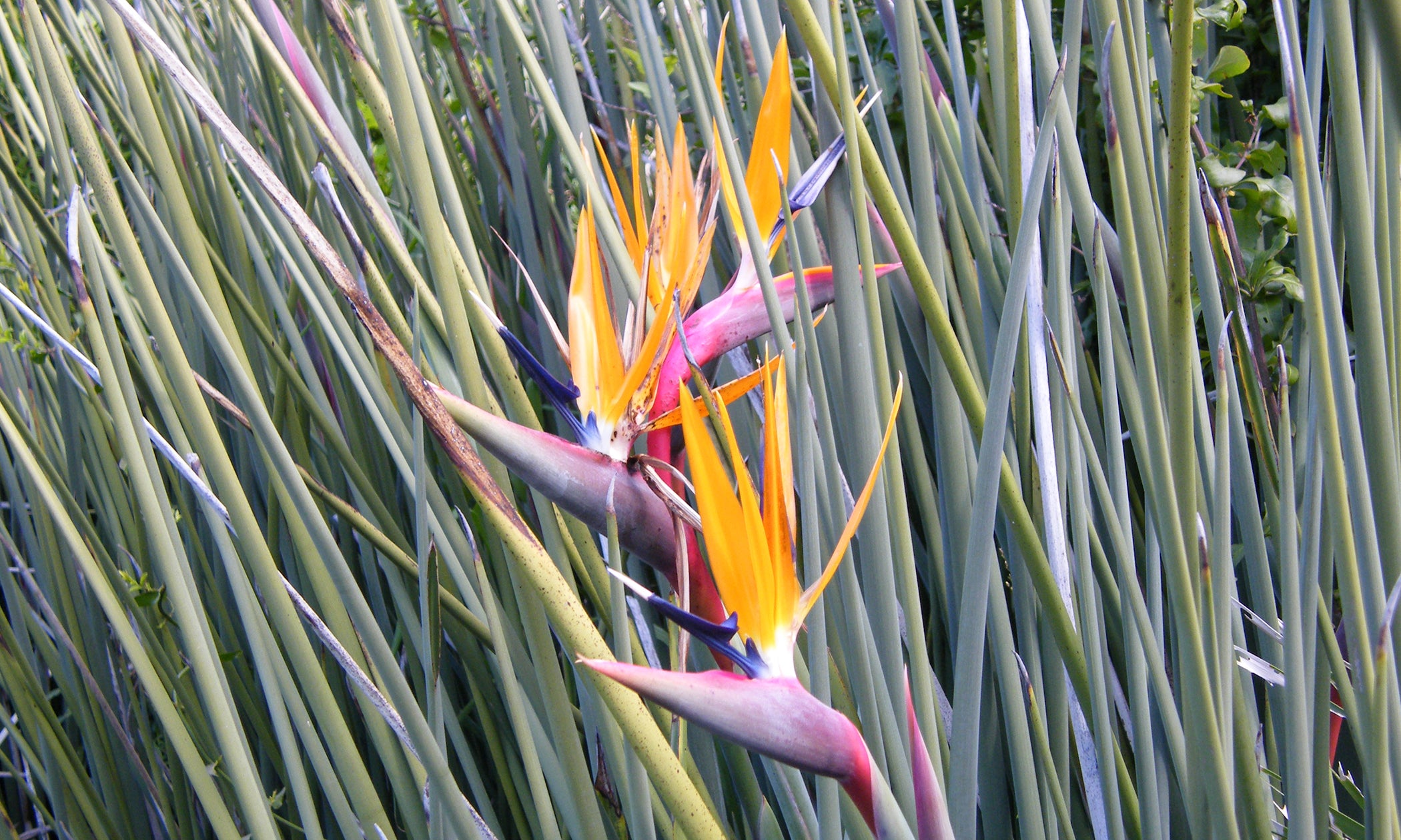 Strelitzia Juncea