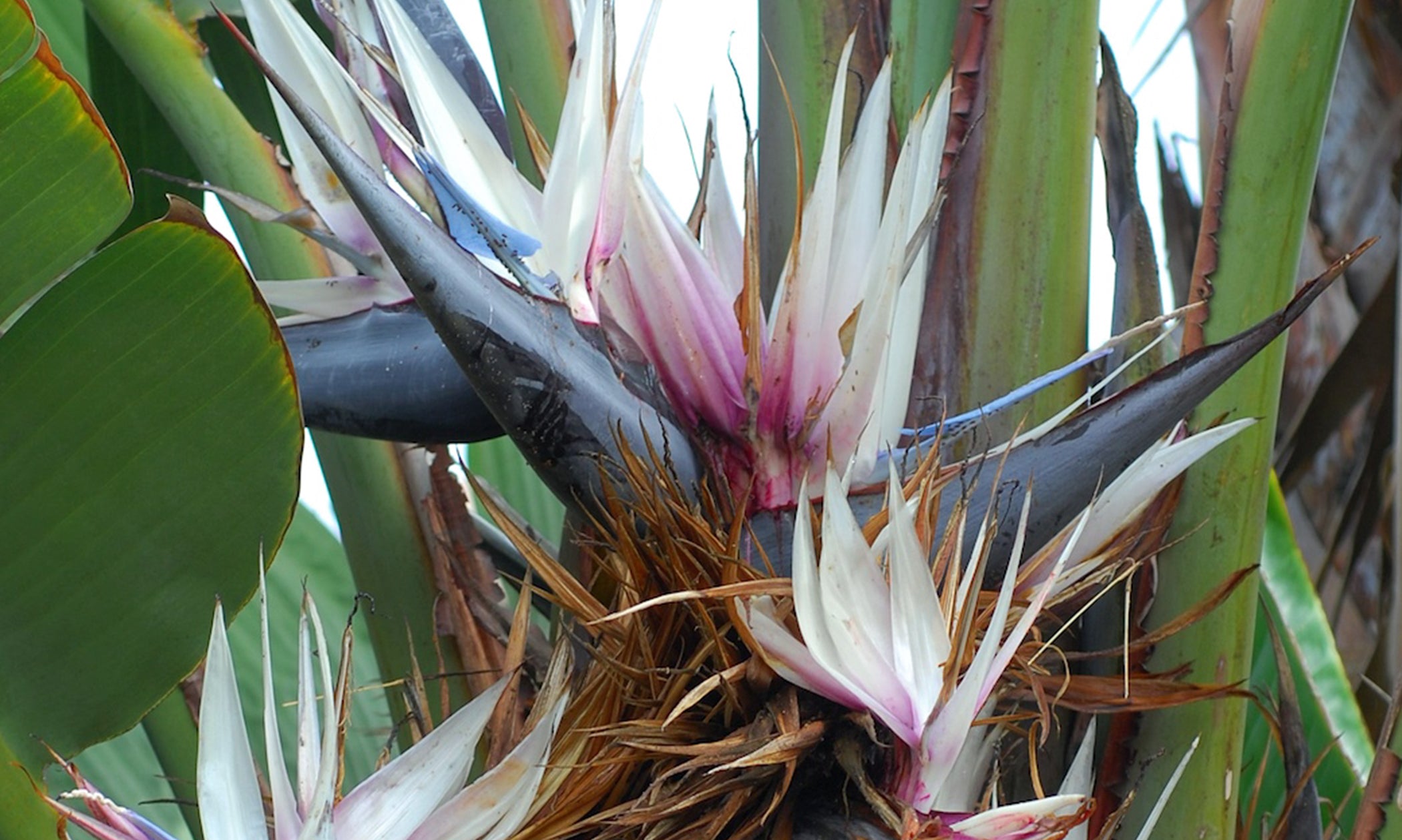 Strelitzia Nicolai