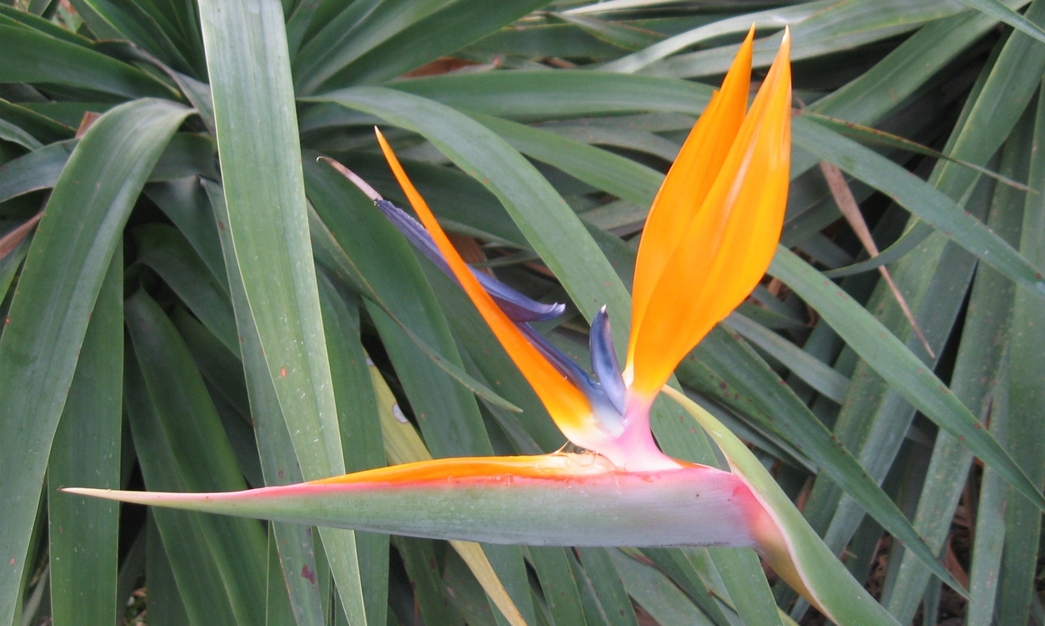 Strelitzia Reginae