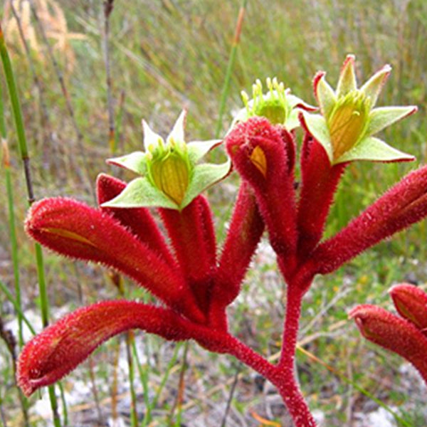 Photograph taken by Australian Native Plants