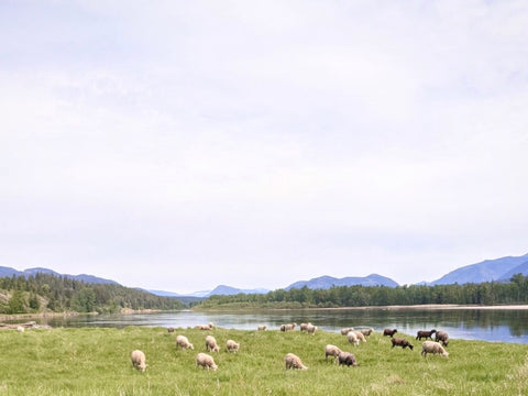 Sheep grazing on a wide open pasture beside a flowing river