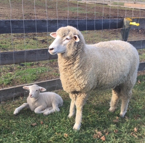 Standing Corriedale ewe with her lamb lying down