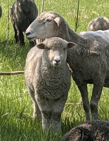 Close up of two sheep grazing