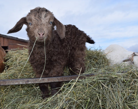 Red kid on haystack