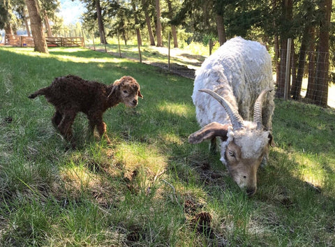 One-day-old kid with Angora goat doe
