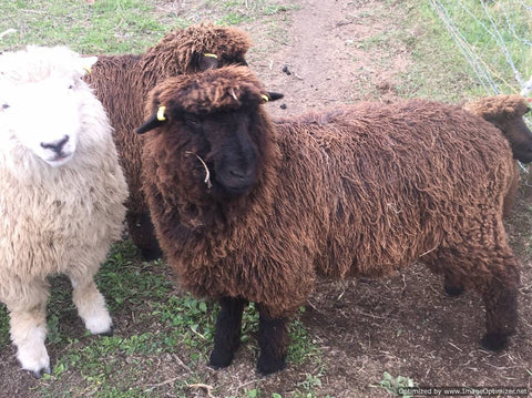 Three Romney sheep, two brown, one white