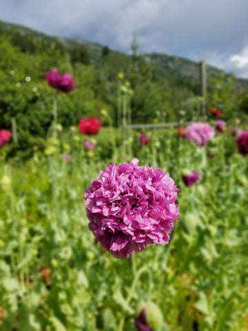 Purple Peony Poppy