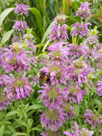 Monarda Lambada flowers with a buzzing bumble bee
