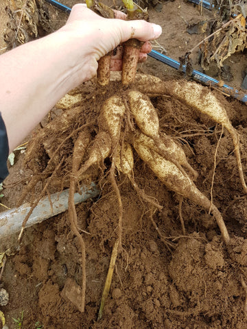 Dirty dahlia tuber clump