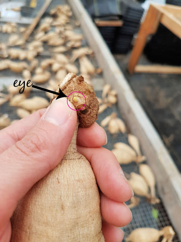 Eye on a dahlia tuber