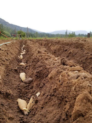 Planting dahlias in a trench