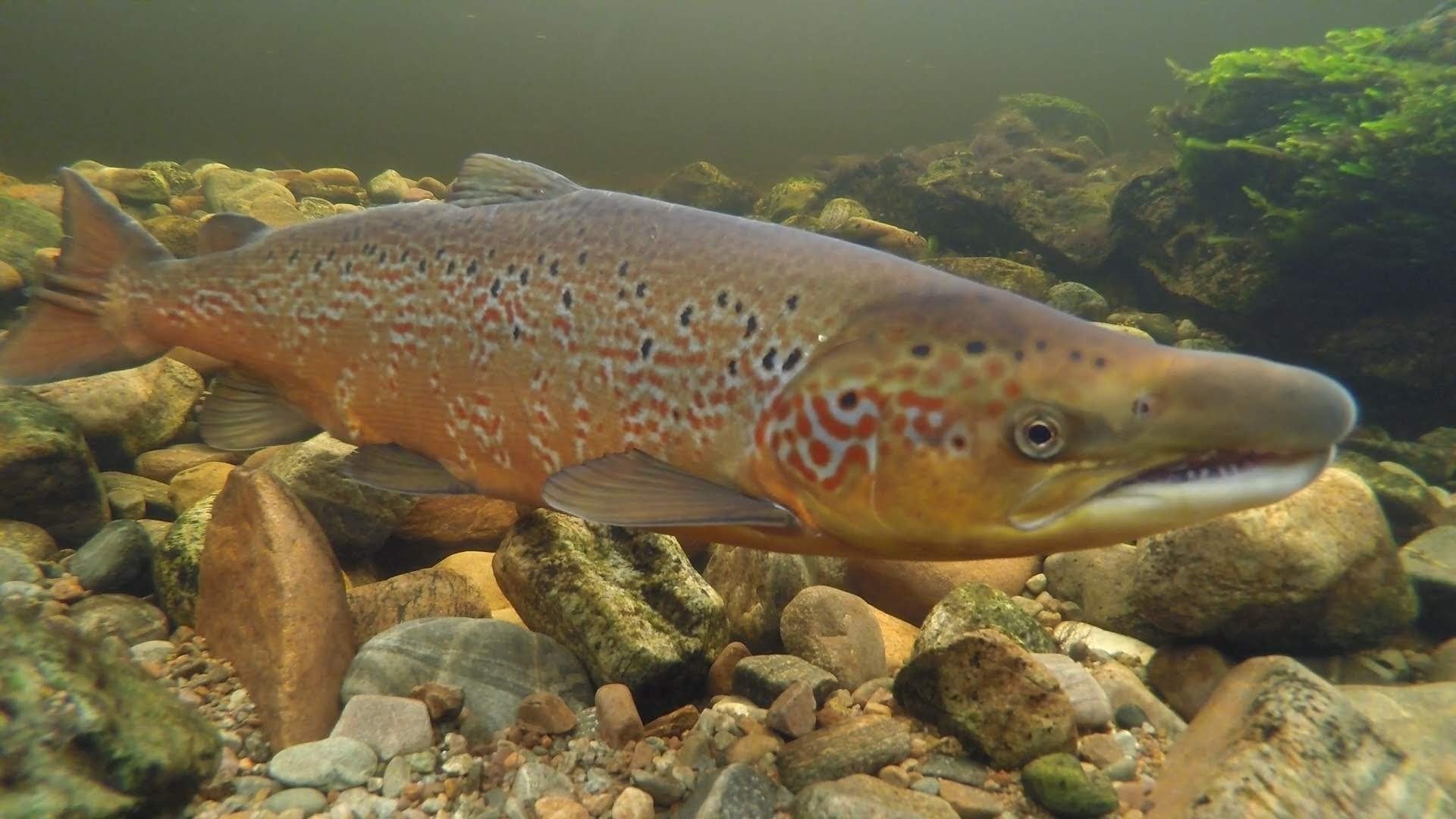 Orvis Supports Missing Salmon Alliance