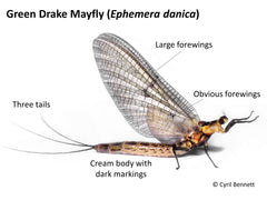 Introducing the Orvis Mayfly Festival 2023 – Orvis UK