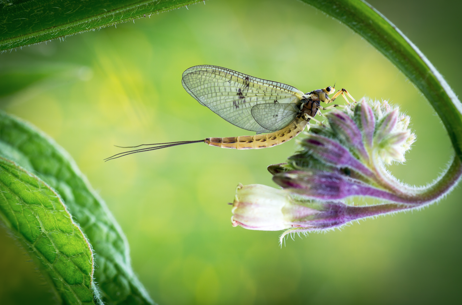 Mayfly, photographed by Richard Banbury