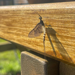 A mayfly resting on a wooden beam