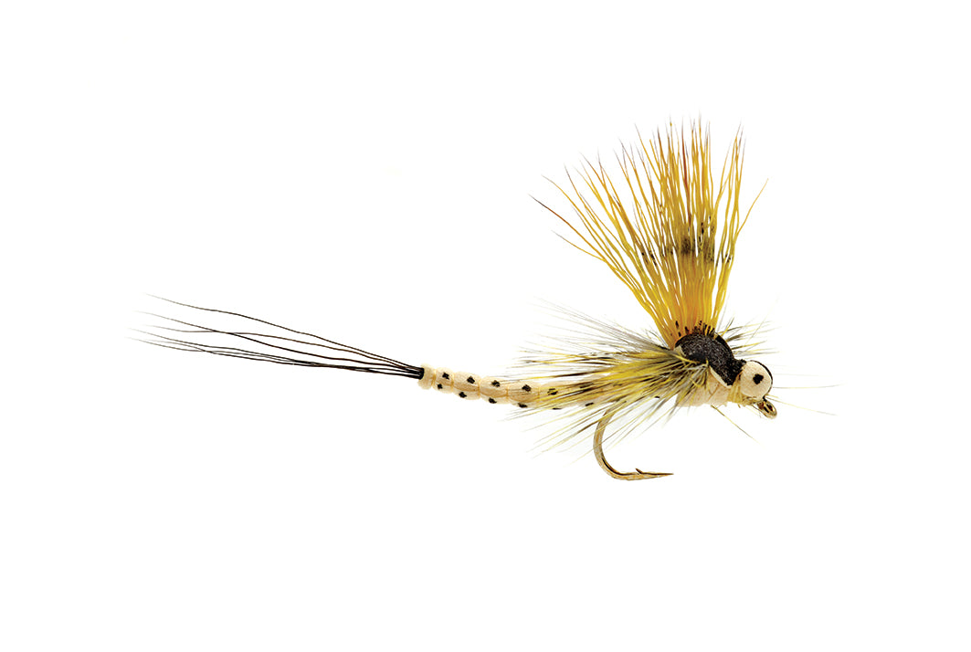 Mohican Mayfly