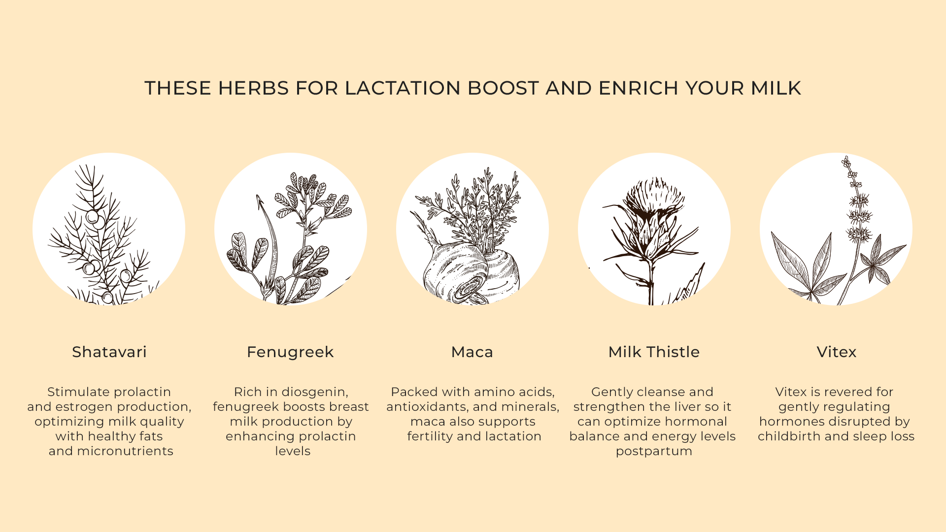 herbs for lactation support
