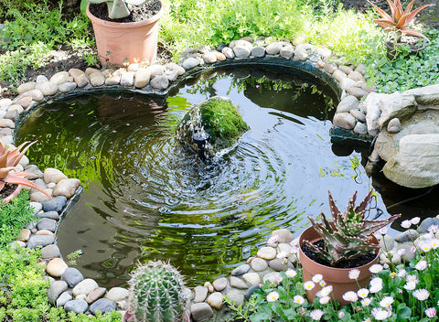 Aquaponics In A Backyard Pond