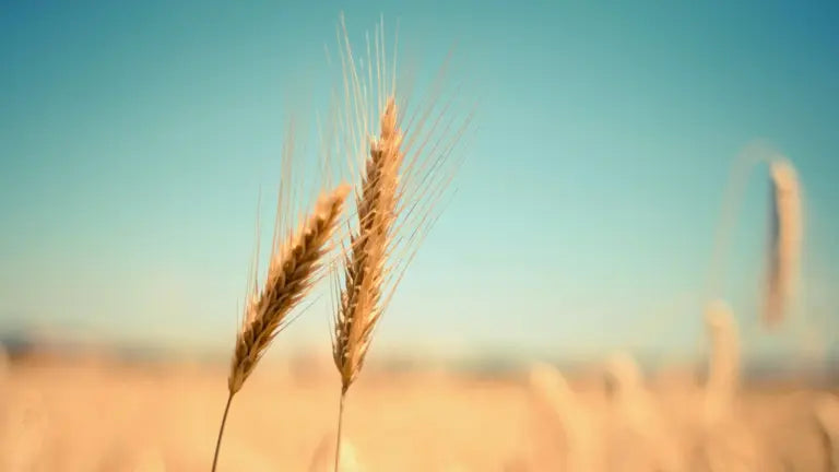 Golden wheat stalks swaying in a sunlit field, highlighting whole grains as a natural source of spermidine for supporting healthy aging.