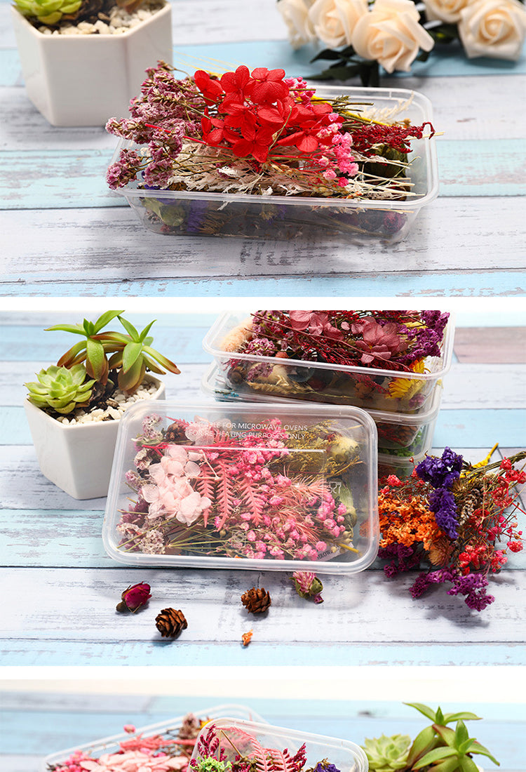 5Decorative Boxed Dried Preserved Flowers5