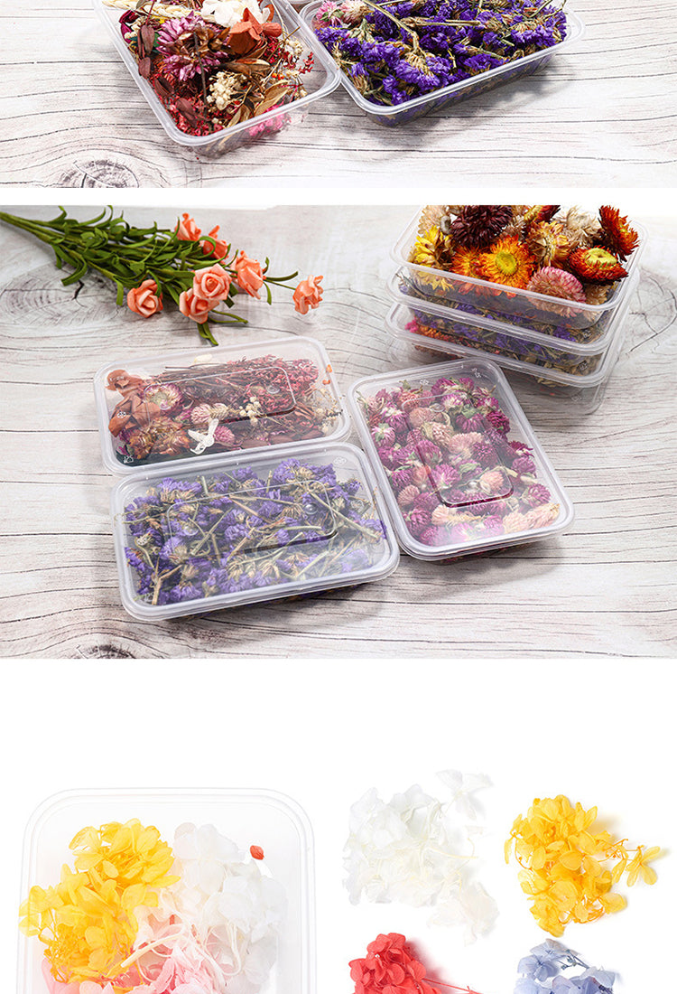 5Decorative Boxed Dried Preserved Flowers9