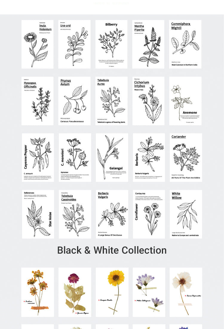 5Simple Botanical Decorative Note Paper5