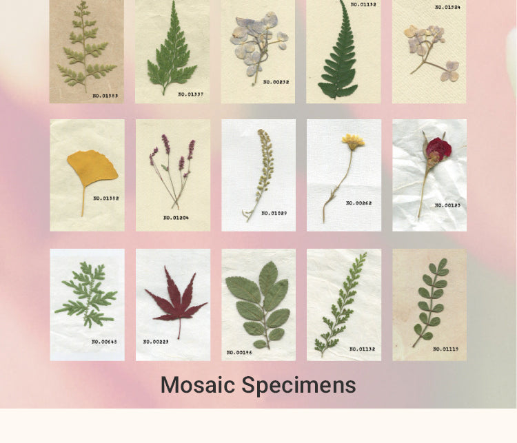 5Simple Botanical Decorative Note Paper9
