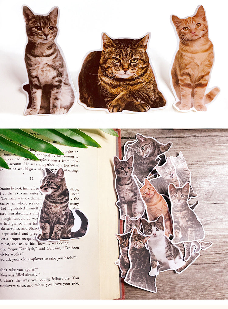 1Cute Cat Kitten Adhesive Sticker